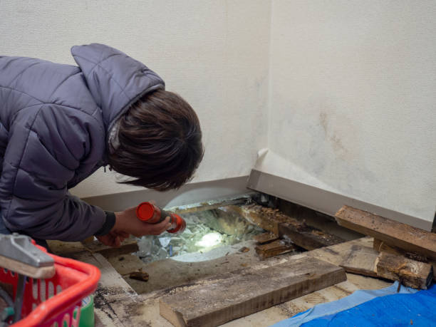 Best Environmental Consulting for Mold Prevention  in Moodus, CT
