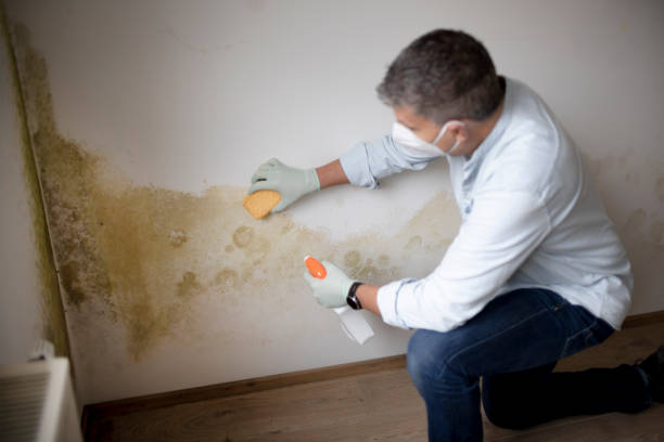 Best Mold Damage Restoration  in Moodus, CT