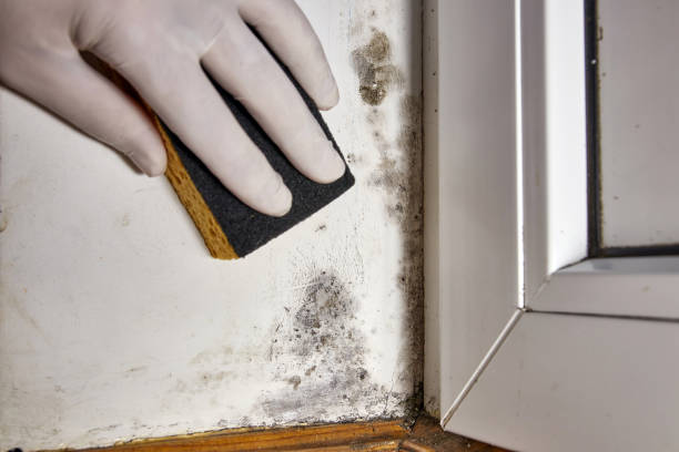 Best Black Mold Removal  in Moodus, CT